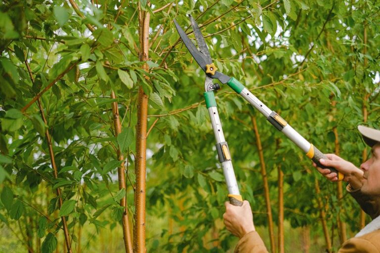 prune branches for healthy growth